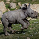 белый носорог детеныш заповедник зиво