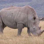 заповедник зиво белый носорог