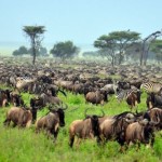 Новый год в Африке «Сафари в Танзании и отдых на Занзибаре»
