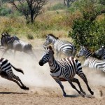 Новый год в Африке «Сафари в Танзании и отдых на Занзибаре»
