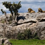 Тур в Африку "Сафари в Танзании и отдых на Занзибаре"