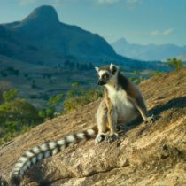 Тур на Мадагаскар "Весь Мадагаскар и отдых на океане"